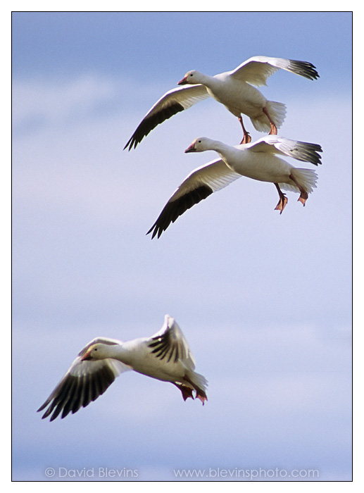 Snow Geese