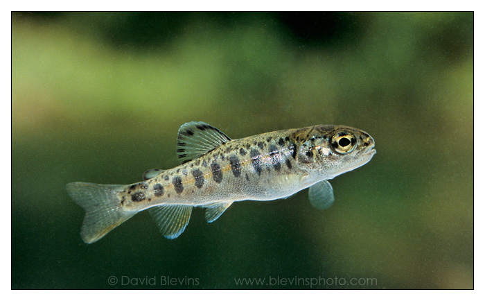 Steelhead Trout Fry