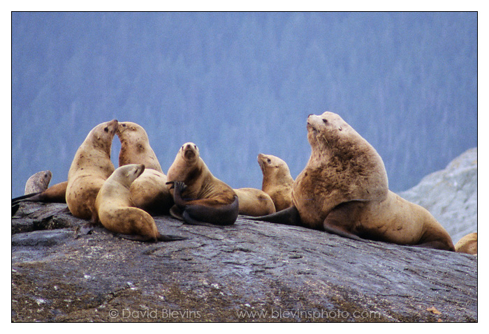 Steller Sea Lion