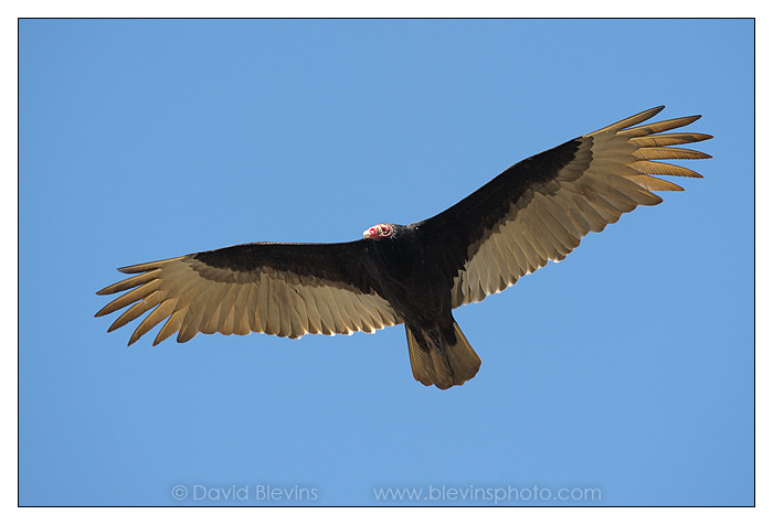 Turkey Vulture