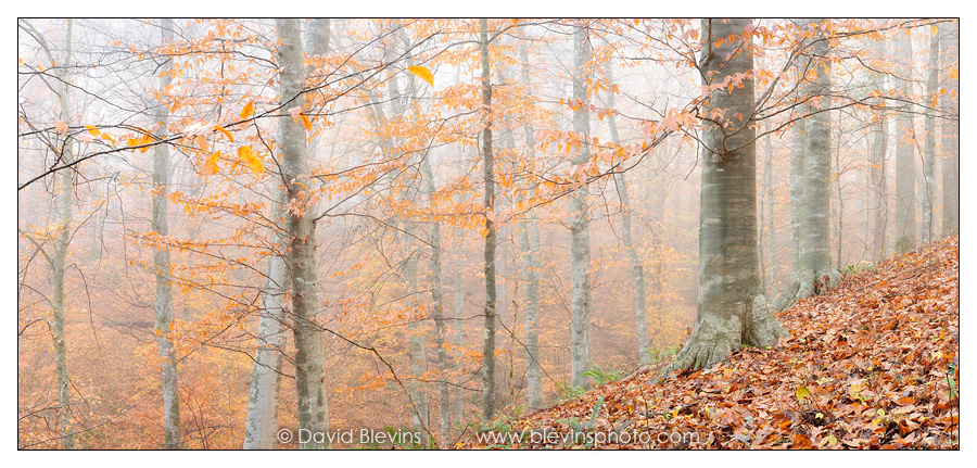 American Beech Forest