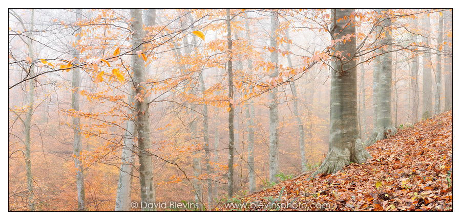 American Beech Forest