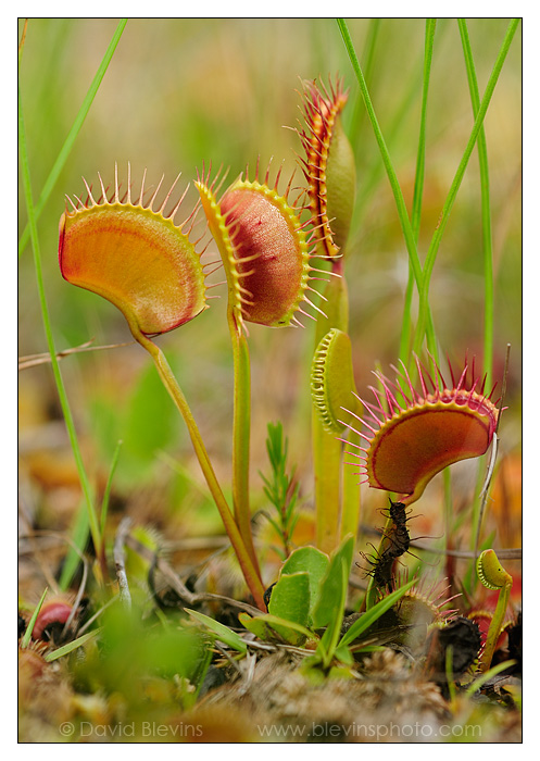 Venus Flytrap