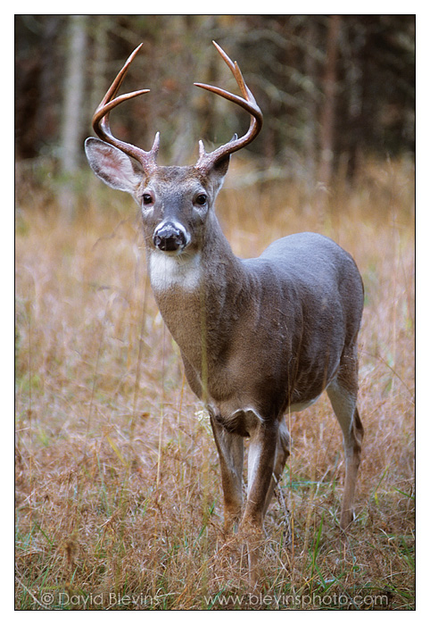 Whitetail Buck