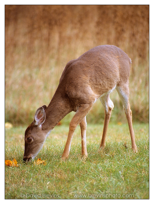 Whitetail Doe