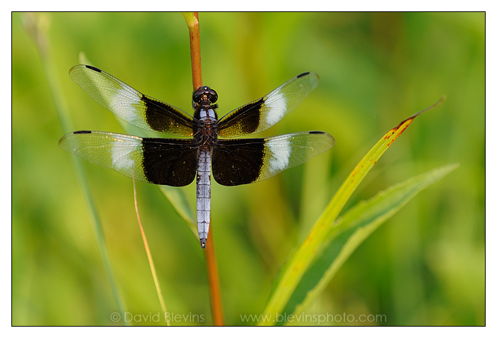 Widow Skimmer