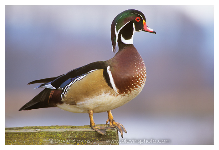 Wood Duck