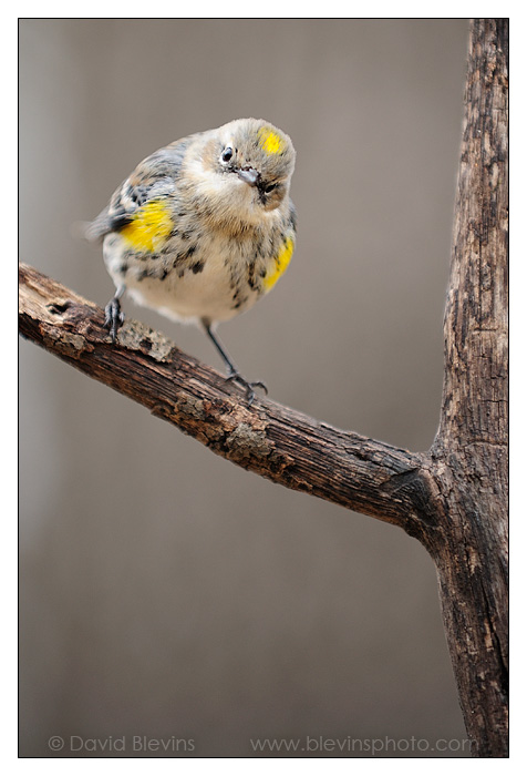 Yellow-rumped Warbler