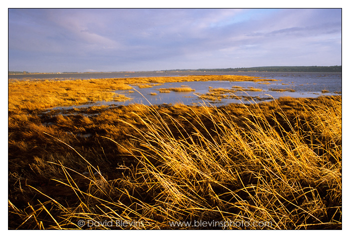 Mud Bay